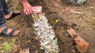 After watching this video you will sprinkle this every year for huge tomatoes and eggplants