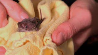 Micro Bats - Australian Bats - Ep #2 -  Envirotube