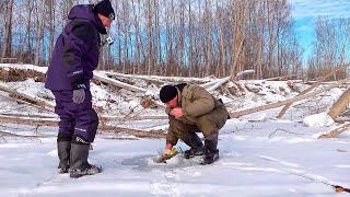 НАРВАЛИСЬ НА СУДАКОВ В КОРЯГАХ! Комбайны косят судака, налима и язя!. Рыбалка удалась у всех.