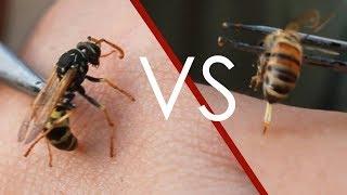 Hornet vs Honey Bee Stings (10,000 SPECIAL)