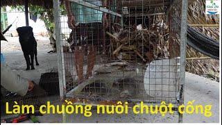 1243 | Làm chuồng nuôi chuột cống nhum | Mouse