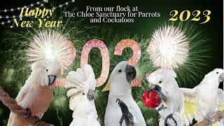 Happy New Year Cockatoo friends from our flock at The Chloe Sanctuary for Parrots and Cockatoos.