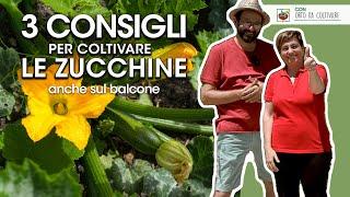 GROWING ZUCCHINI: IN THE GARDEN OR IN VASE OR IN THE BALCONY - 3 USEFUL TIPS with @OrtoDaColtivare