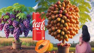 Simple tips for Grafting Papaya with Grapes and Cocacola get Papaya tree Have Alot of Grapes fruits