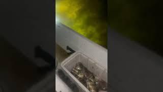 Ночная Рыбалка!