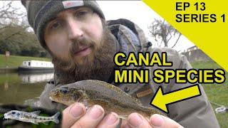 Canal Mini Species: Chasing Scales Species Hunt  (EPISODE 13)