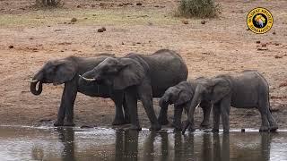 Two Mother Elephants & Their Babies Enjoy a Waterhole