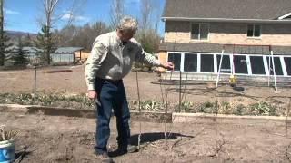 How to Plant Poplars