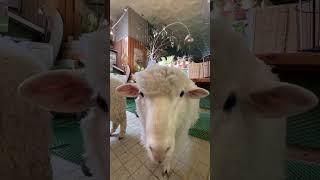 Sheep Cafe in Seoul