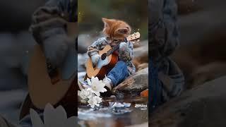 Cats  cute video #shorts  #trending #tiktok