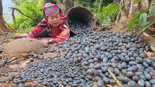 Harvesting palm fruits to sell at the market, Enjoying alone in the farm | Lý Thị Phương