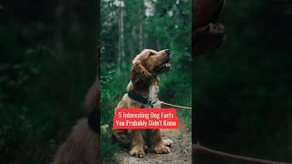 Learn 5 more unknown interesting dog facts #shorts