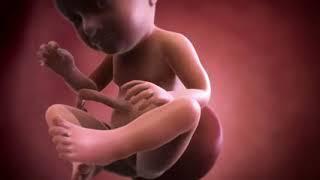 Your baby at 37 weeks | Week-by-week pregnancy | MadeForMums