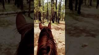 Trail Ride! #horse #horses #horseriding #horselover #trailride #trailriders #moab #moabutah #utah