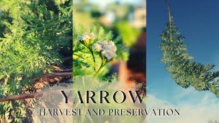 Harvesting and Preserving Yarrow | Medicinal Herbs