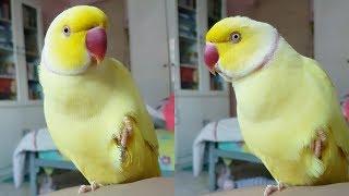 Talking Parrot Thinks He's a Banana | Funny Parrot Video