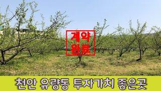 천안 유량동 토지매매 / 카페, 식당등 추천 / 태조산 근접 / 목천 지산리가는  2차선 도로 근접