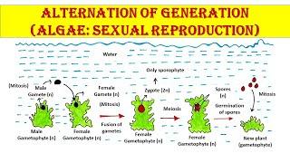 Sexual Reproduction in Algae | Alternation of generation