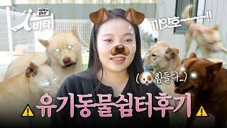 꿀일줄 알았는데 힘들었던 댕댕이 쉼터 후기 | 유기동물쉼터 행복하개 | 서바타 EP.4