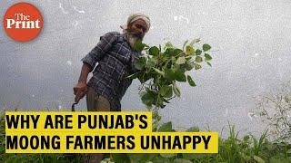 Why Punjab’s farmers are unhappy with Moong procurement experience