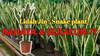 BAHAYA tanam Lidah Jin / Snake plant dalam rumah ???