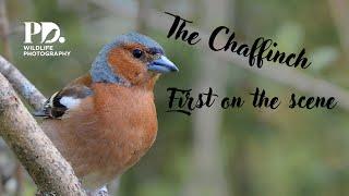 The Chaffinch. Wildlife Photography