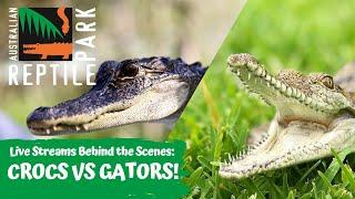 CROCODILES VS ALLIGATORS (LIVE FOOTAGE) | AUSTRALIAN REPTILE PARK