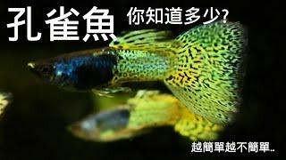 孔雀魚! 你了解多少? | 水族系列