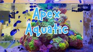 Melbourne's Newest LFS - Apex Aquatic - Update!