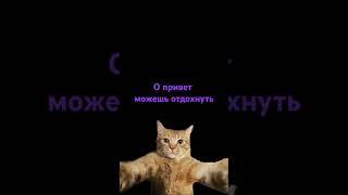 отдохни и позалипай на кота    