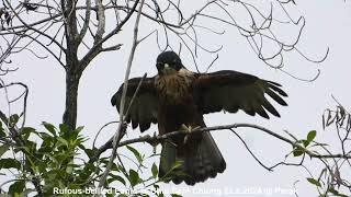 Rufous-bellied Eagle @ Chiu S C DSCN0338