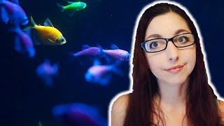 The Good, The Bad, And The Truth About GloFish | GloFish Care Guide Series Ep.1