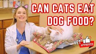 Cats need these 4 nutrients in their diets to survive! | Veterinarian Simply Explains