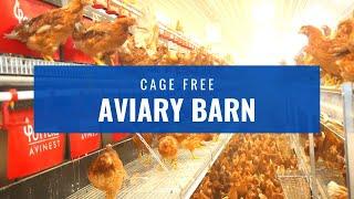 Cage Free Aviary