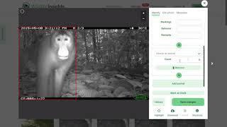 Wildlife Insights Tutorials - Review Images