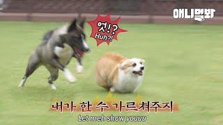 대형견에게 쫓기는 웰시코기.. 알고봤더니 대반전ㅋㅋㅣCorgi Didn’t Want To Get Caught By Other Dogs.. BUT!