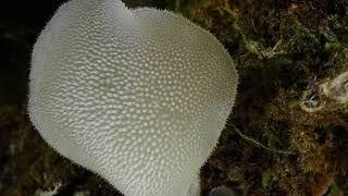 Yes it really exists...Cat's Tongue Mushroom