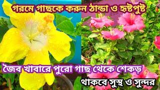 গরমে জবা গাছে দিন এই ঠান্ডা জৈব খাবার, শেকড় ও পুরো গাছ থাকবে সবুজ ও প্রাণবন্ত।@greenfriends8901