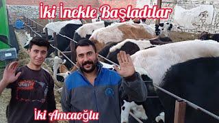 İki İnekle Başladılar 30 Başa Ulaştılar - Tek Öğün Besleme Yapıyor #açıkbesi #hayvancılık #çiftlik