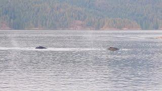 Discovery Islands (13a/13): Crazy seals and humpback whales