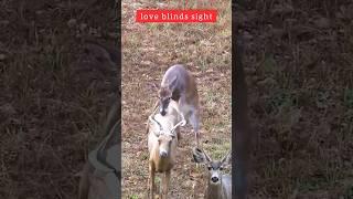 love blinds sight