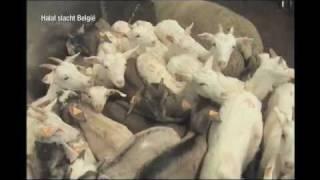 Religious Slaughter without Stunning