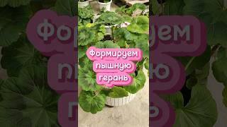 Формируем Пышную Цветущую Герань 