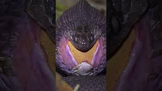 Нелёгкая жизнь мух и древнейшее яйцо