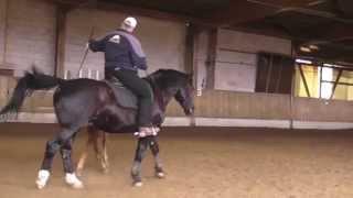 Parelli ***** Master Instructor Berni Zambail, Bridleless Freestyle Riding and Liberty simultanously