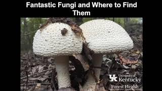 Fantastic Fungi