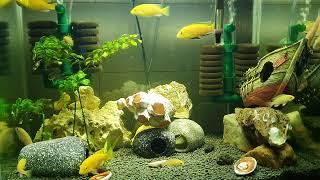 바나나씨클리드 어항 1시간 물멍영상 백색소음 #acuascaping #fishtank #bananacichlid