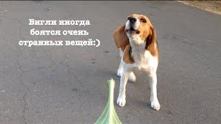 Иногда Бигли (beagle) Боятся Странных Вещей (Прикол)