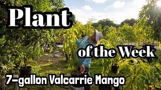 Plant of the Week | 7-gallon 'Valcarrie' Mango Tree