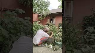 Kita pruning dulu bonsai iprinya #bonsai #picus #ipri #pecintabonsai